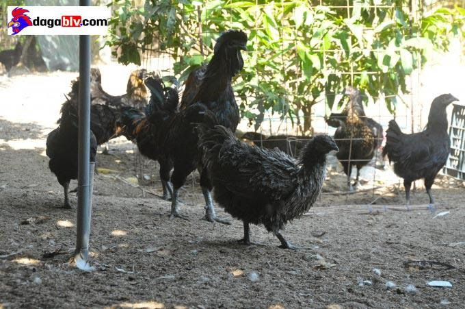 Quảng Ngãi - Làm giàu nhờ nuôi gà đặc sản quý hiếm 2 Quảng Ngãi - Làm giàu nhờ nuôi gà đặc sản quý hiếm image 1