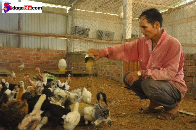 Quảng Ngãi - Làm giàu nhờ nuôi gà đặc sản quý hiếm 1 Quảng Ngãi - Làm giàu nhờ nuôi gà đặc sản quý hiếm image