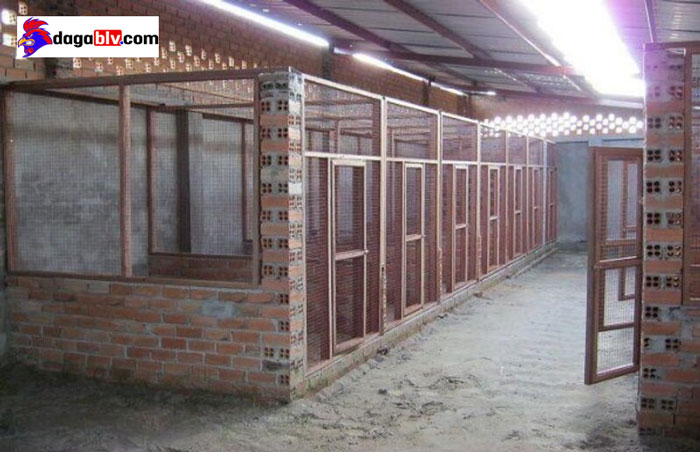 Gợi Ý Cách Làm Lồng Chạy Gà Chọi Cho Gà 4 Gợi Ý Cách Làm Lồng Chạy Gà Chọi Cho Gà Chuồng cho gà chọi phải đủ rộng và thoáng