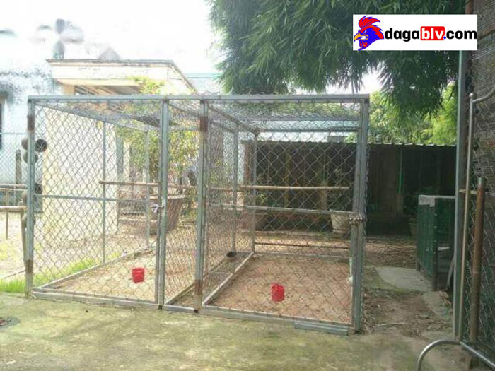 Gợi Ý Cách Làm Lồng Chạy Gà Chọi Cho Gà 2 Gợi Ý Cách Làm Lồng Chạy Gà Chọi Cho Gà Không gian thoáng đãng làm lồng chạy cho gà