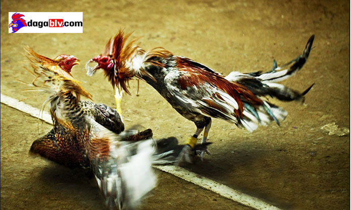 Kỹ thuật nuôi gà đá mùa mưa tránh bệnh hiệu quả 5 Kỹ thuật nuôi gà đá mùa mưa tránh bệnh hiệu quả nuôi gà mùa mưa