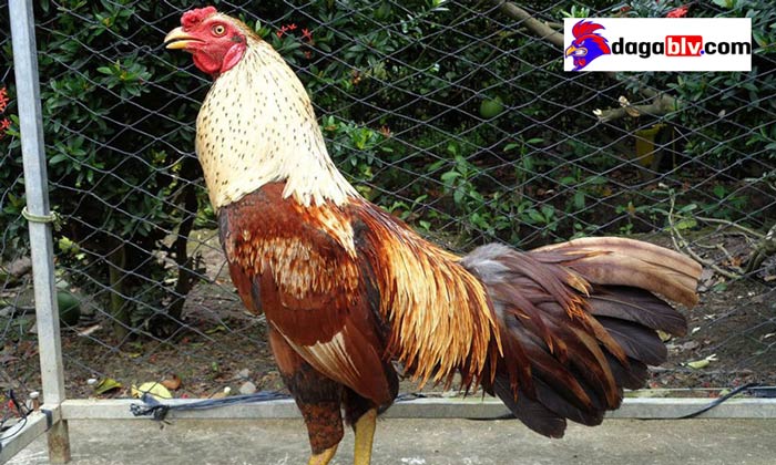 Kỹ thuật nuôi gà đá mùa mưa tránh bệnh hiệu quả 1 Kỹ thuật nuôi gà đá mùa mưa tránh bệnh hiệu quả Tìm hiểu về cách nuôi gà mùa mưa