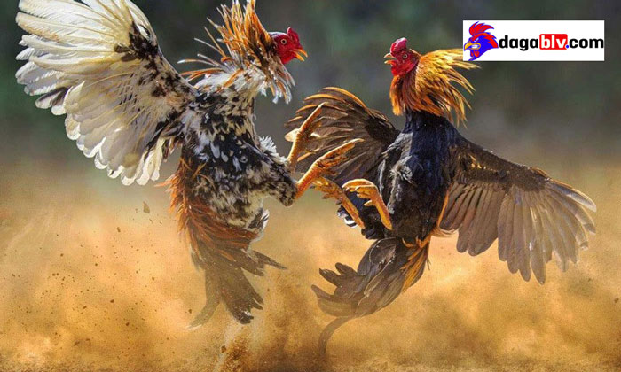 Kỹ thuật nuôi gà đá mùa mưa tránh bệnh hiệu quả 2 Kỹ thuật nuôi gà đá mùa mưa tránh bệnh hiệu quả Cách nuôi gà đá mùa mưa