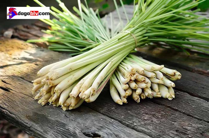 Kỹ thuật nuôi gà đá mùa mưa tránh bệnh hiệu quả 3 Kỹ thuật nuôi gà đá mùa mưa tránh bệnh hiệu quả Dùng sả để xua muỗi cho gà