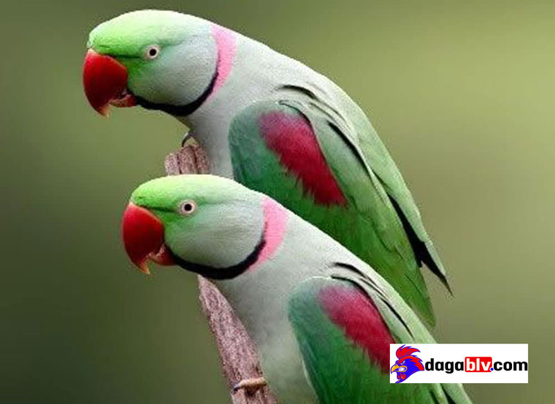 Tìm Hiểu Giống Vẹt Xích Thái Xinh Đẹp Giá Bạc Triệu Vẫn Hút Người Mua 4 Tìm Hiểu Giống Vẹt Xích Thái Xinh Đẹp Giá Bạc Triệu Vẫn Hút Người Mua Giá bán của vẹt xích thái