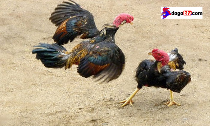 Hướng dẫn cách xổ gà hay trăm trận trăm thắng 5 Hướng dẫn cách xổ gà hay trăm trận trăm thắng Cách xổ gà đá