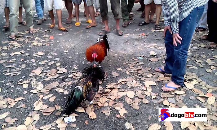 Hướng dẫn cách xổ gà hay trăm trận trăm thắng 4 Hướng dẫn cách xổ gà hay trăm trận trăm thắng Xổ Gà Tre