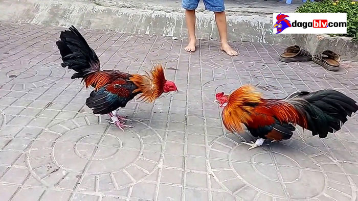 Hướng dẫn cách xổ gà hay trăm trận trăm thắng 3 Hướng dẫn cách xổ gà hay trăm trận trăm thắng Xổ gà đúng cách