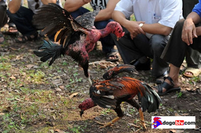 Tìm hiểu về gà chọi mu lưng đỉnh cao - Dòng gà chọi cực đỉnh được săn lùng nhiều 2 Tìm hiểu về gà chọi mu lưng đỉnh cao - Dòng gà chọi cực đỉnh được săn lùng nhiều Gà ôm đấm mu lưng