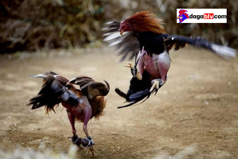 Tìm hiểu về gà chọi mu lưng đỉnh cao - Dòng gà chọi cực đỉnh được săn lùng nhiều 4 Tìm hiểu về gà chọi mu lưng đỉnh cao - Dòng gà chọi cực đỉnh được săn lùng nhiều Lối gà chọi hay nhất