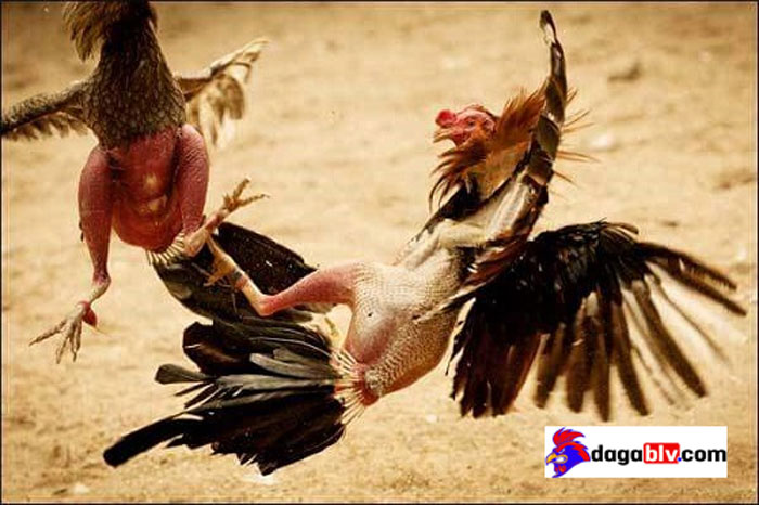 Tìm hiểu về gà chọi mu lưng đỉnh cao - Dòng gà chọi cực đỉnh được săn lùng nhiều 3 Tìm hiểu về gà chọi mu lưng đỉnh cao - Dòng gà chọi cực đỉnh được săn lùng nhiều Những trận gà chọi kinh điển