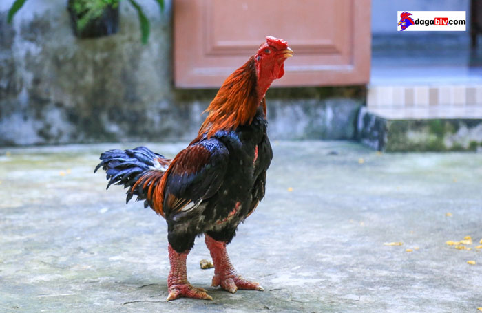 Gà Đông Tảo