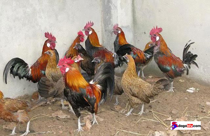 gà rừng đẹp