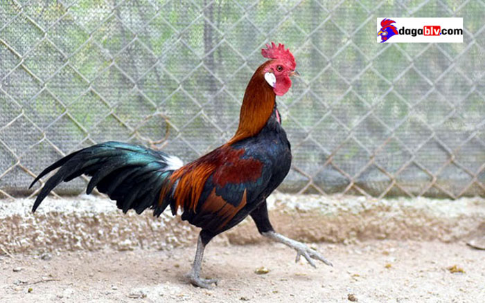 Thức ăn nuôi gà rừng