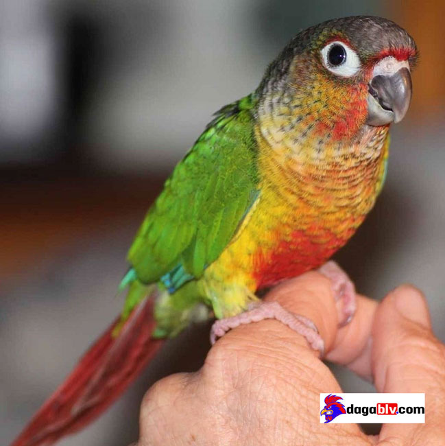 Vẹt green check có gì đặc biệt hay không? Vẹt green cheek giá bao nhiêu? 4 Vẹt green check có gì đặc biệt hay không? Vẹt green cheek giá bao nhiêu? vẹt green cheek giá bao nhiêu