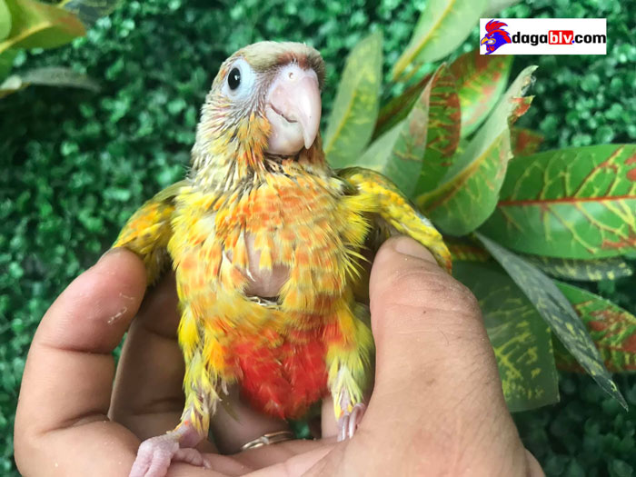 Vẹt green check có gì đặc biệt hay không? Vẹt green cheek giá bao nhiêu? 1 Vẹt green check có gì đặc biệt hay không? Vẹt green cheek giá bao nhiêu? vẹt green check