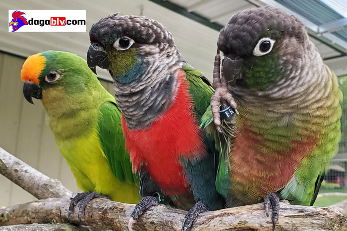 Vẹt green check có gì đặc biệt hay không? Vẹt green cheek giá bao nhiêu? 3 Vẹt green check có gì đặc biệt hay không? Vẹt green cheek giá bao nhiêu? vẹt green cheek