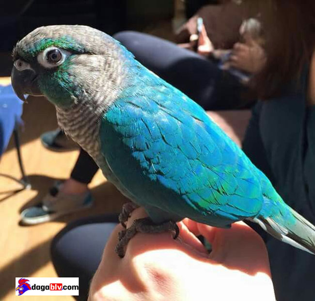 Vẹt green check có gì đặc biệt hay không? Vẹt green cheek giá bao nhiêu? 2 Vẹt green check có gì đặc biệt hay không? Vẹt green cheek giá bao nhiêu? Vẹt Green check Blue