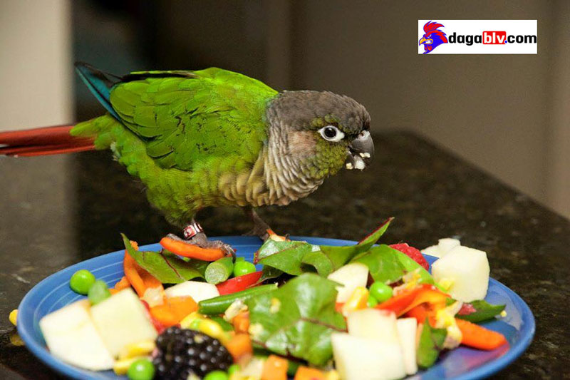 Vẹt green check có gì đặc biệt hay không? Vẹt green cheek giá bao nhiêu? 5 Vẹt green check có gì đặc biệt hay không? Vẹt green cheek giá bao nhiêu? Thức ăn cho vẹt Green Check