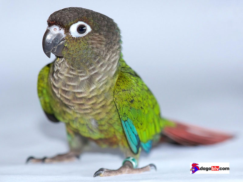 Vẹt green check có gì đặc biệt hay không? Vẹt green cheek giá bao nhiêu? 6 Vẹt green check có gì đặc biệt hay không? Vẹt green cheek giá bao nhiêu? vẹt ngực hồng