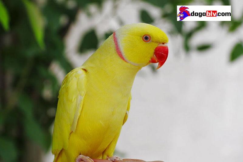 Tìm hiểu về loài Vẹt Ringneck giá tiền triệu - Cách chăm sóc vẹt cảnh Ringneck như thế nào? 1 Tìm hiểu về loài Vẹt Ringneck giá tiền triệu - Cách chăm sóc vẹt cảnh Ringneck như thế nào? vẹt Ringneck