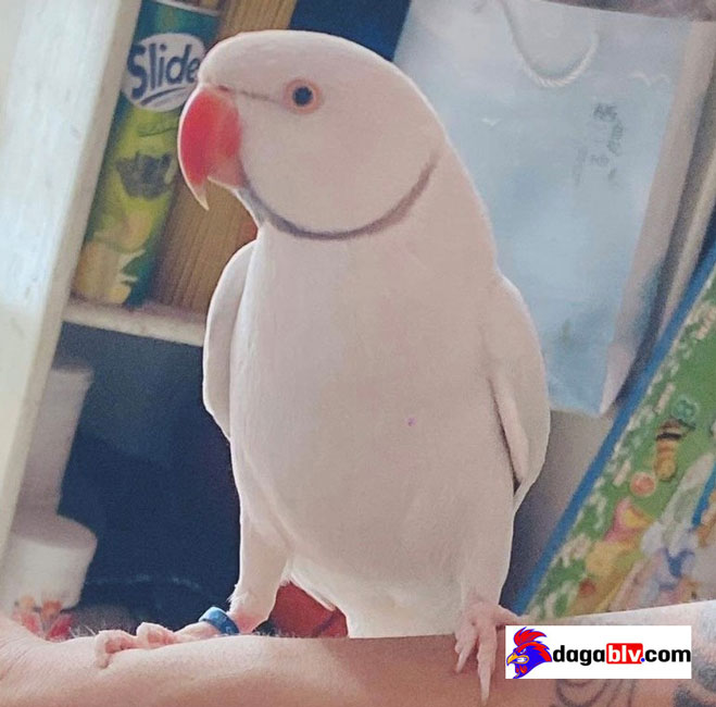 Tìm hiểu về loài Vẹt Ringneck giá tiền triệu - Cách chăm sóc vẹt cảnh Ringneck như thế nào? 3 Tìm hiểu về loài Vẹt Ringneck giá tiền triệu - Cách chăm sóc vẹt cảnh Ringneck như thế nào? tính cách Ringneck