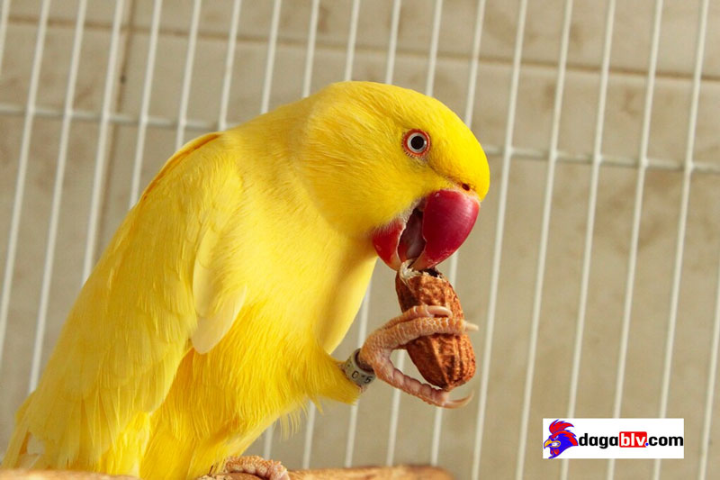 Tìm hiểu về loài Vẹt Ringneck giá tiền triệu - Cách chăm sóc vẹt cảnh Ringneck như thế nào? 4 Tìm hiểu về loài Vẹt Ringneck giá tiền triệu - Cách chăm sóc vẹt cảnh Ringneck như thế nào? Vẹt ringneck giá