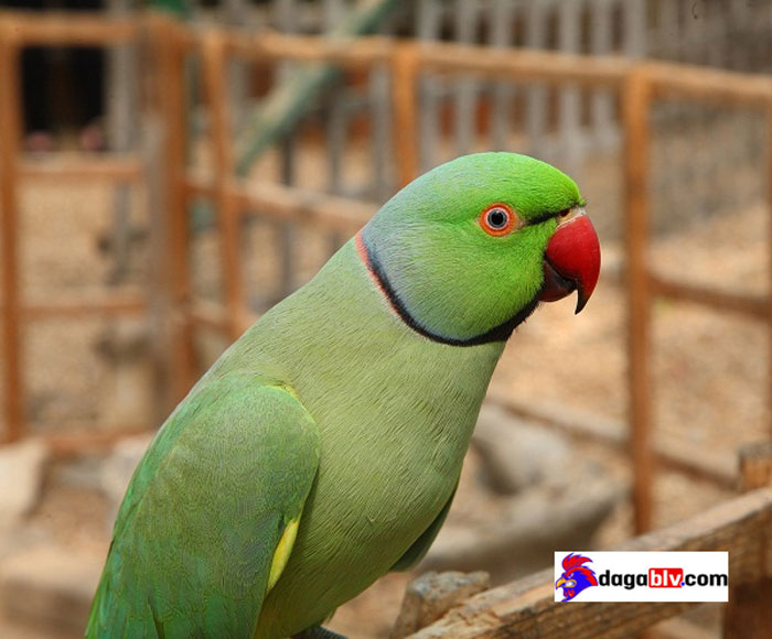Tìm hiểu về loài Vẹt Ringneck giá tiền triệu - Cách chăm sóc vẹt cảnh Ringneck như thế nào? 5 Tìm hiểu về loài Vẹt Ringneck giá tiền triệu - Cách chăm sóc vẹt cảnh Ringneck như thế nào? vẹt cảnh