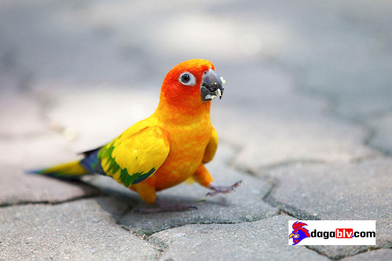 vẹt Sun conure