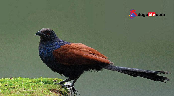 bài thuốc chim bìm bịp trị bệnh