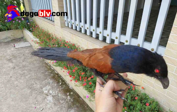 Bật mí những tip nuôi chim bìm bịp ô cùng lợi hại 3 Bật mí những tip nuôi chim bìm bịp ô cùng lợi hại Kinh nghiệm nuôi chim Bìm Bịp