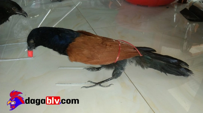 Bật mí những tip nuôi chim bìm bịp ô cùng lợi hại 4 Bật mí những tip nuôi chim bìm bịp ô cùng lợi hại Chế độ dinh dưỡng và cách phòng bệnh khi nuôi chim bìm bịp
