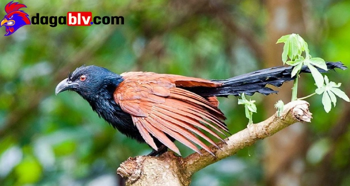 Bật mí những tip nuôi chim bìm bịp ô cùng lợi hại 2 Bật mí những tip nuôi chim bìm bịp ô cùng lợi hại Tập tính của loài chim bìm bịp