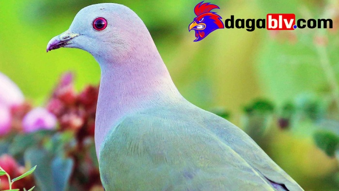 Phân biệt chim cu cho người mới 