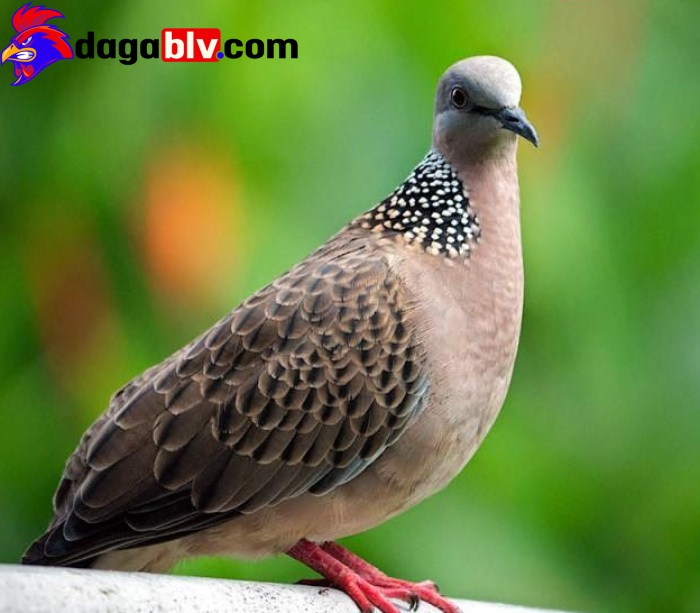 Đặc tính ăn uống của chim Cu 