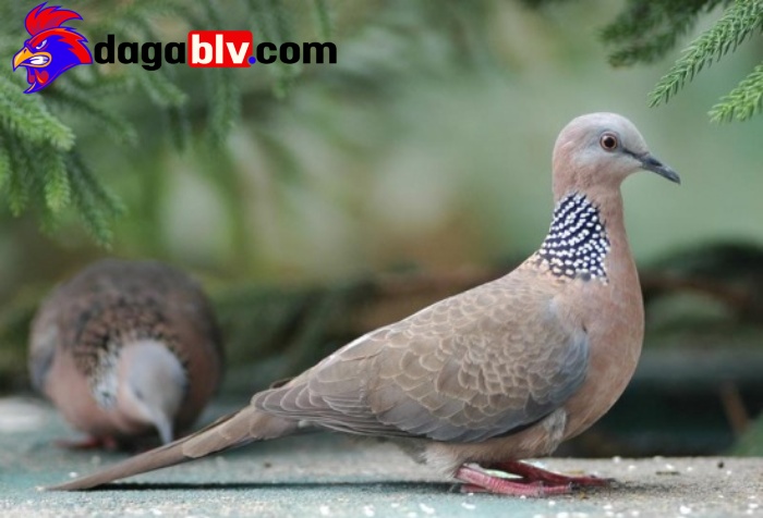 Tập tính sinh sống của chim Cu 