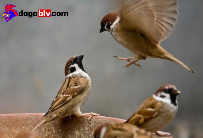 Ngoại hình của chim Sẻ