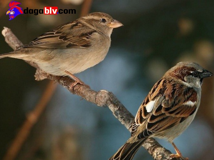 Nguồn gốc ra đời của loài chim Sẻ