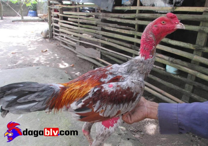 Cách phòng tránh bệnh giun kim ở gà