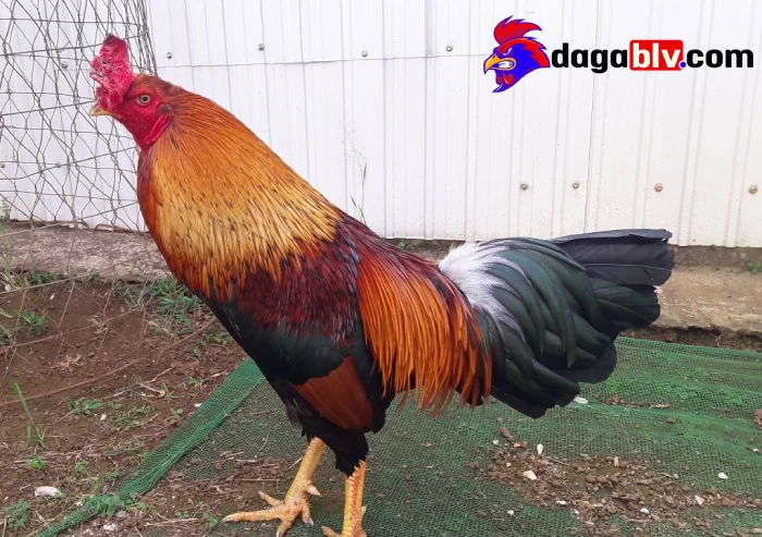 Bệnh giun kim ở gà: Nguyên nhân, triệu chứng và phòng tránh 2 Bệnh giun kim ở gà: Nguyên nhân, triệu chứng và phòng tránh Triệu chứng của bệnh giun kim ở gà
