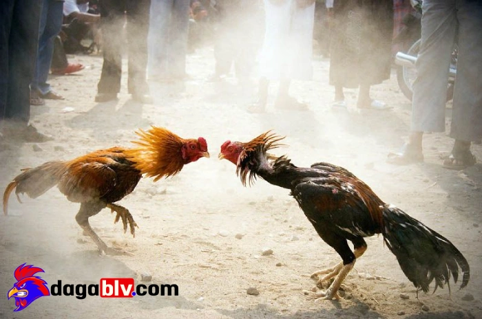 Bệnh giun kim ở gà: Nguyên nhân, triệu chứng và phòng tránh 4 Bệnh giun kim ở gà: Nguyên nhân, triệu chứng và phòng tránh Cách khắc phục bệnh giun kim ở gà