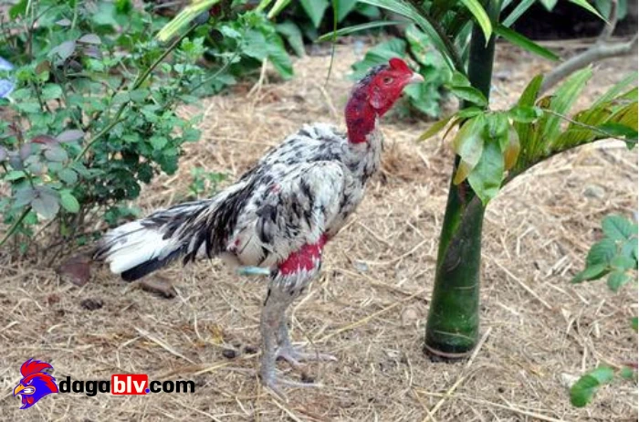 Bệnh thường gặp ở gà chọi -Loại bệnh đậu gà

