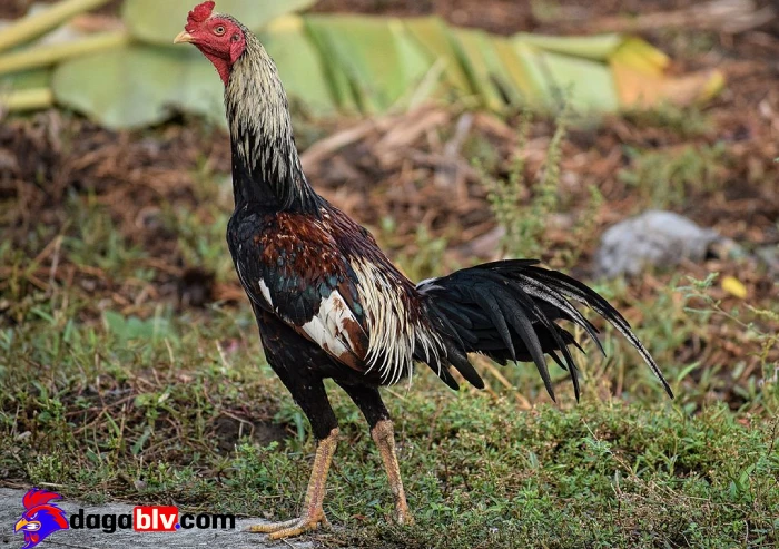 Bệnh thường gặp ở chọi - Bệnh tụ huyết trùng gà