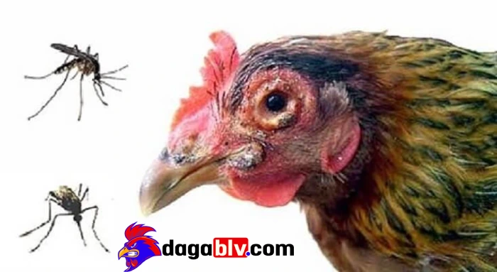 Cách khắc phục bệnh thủy đậu ở gà
