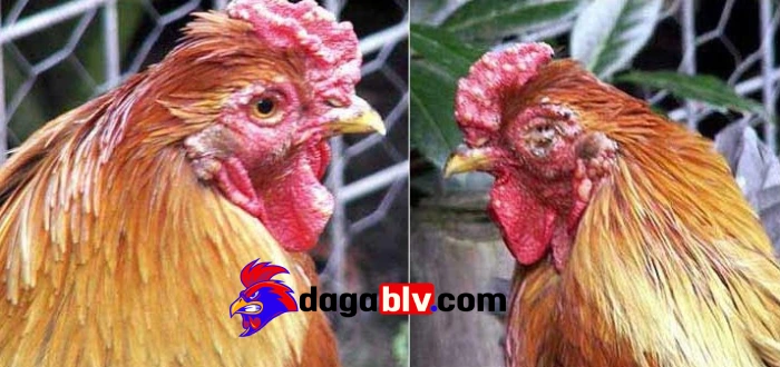 Bệnh thủy đậu ở gà là gì?