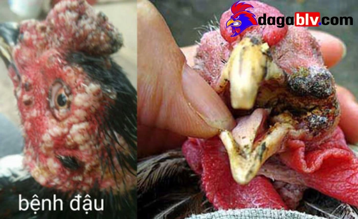 Nguyên nhân của bệnh thủy đậu ở gà
