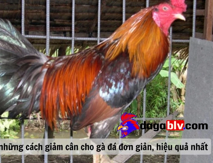 Top 5 cách giảm cân cho gà đá mang lại hiệu quả cao 3 Top 5 cách giảm cân cho gà đá mang lại hiệu quả cao Các cách giảm cân cho gà đá hiệu quả?