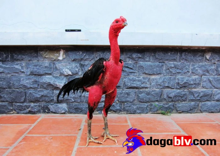Top 5 cách giảm cân cho gà đá mang lại hiệu quả cao 1 Top 5 cách giảm cân cho gà đá mang lại hiệu quả cao Thế nào là đá gà?
