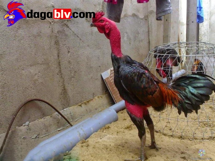 Top 5 cách giảm cân cho gà đá mang lại hiệu quả cao 2 Top 5 cách giảm cân cho gà đá mang lại hiệu quả cao Lý do cần thực hiện cách giảm cân cho gà đá?
