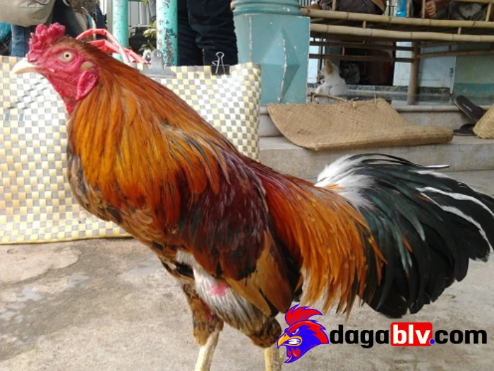 Top 5 cách giảm cân cho gà đá mang lại hiệu quả cao 4 Top 5 cách giảm cân cho gà đá mang lại hiệu quả cao Tắm nắng và phun chè